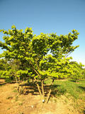 ZELKOVA-SERRATA-ISO-cepees