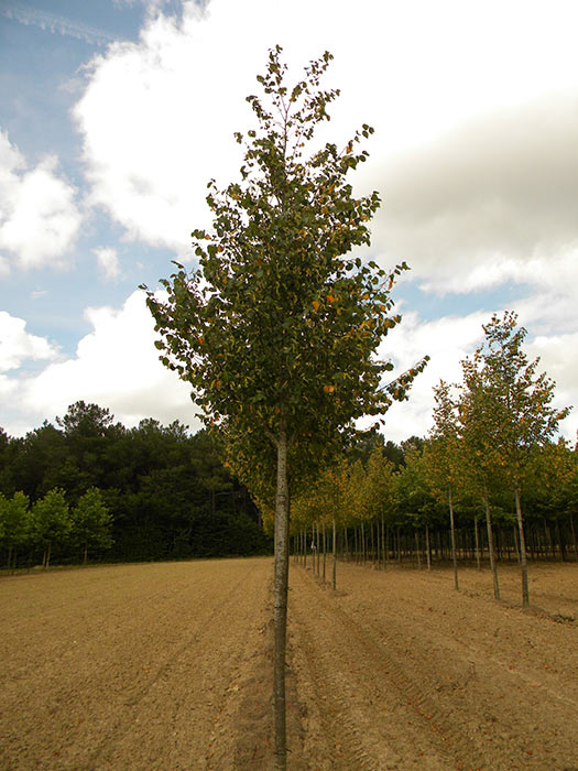 TILIA-CORDATA-GREENSPIRE-ISO