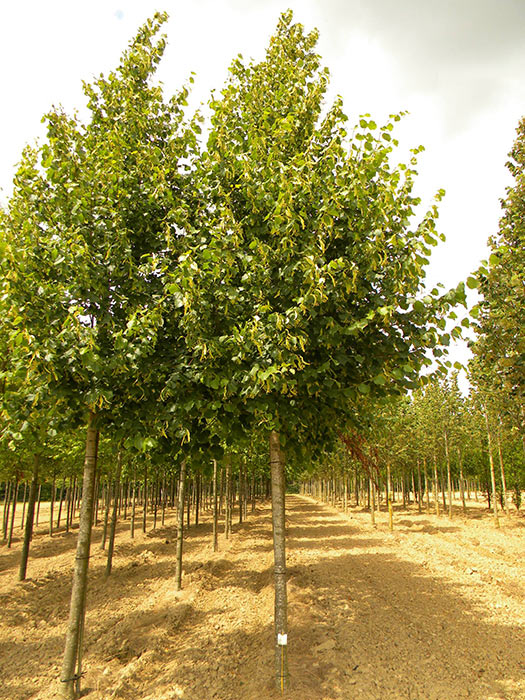 TILIA-EUROPAEA-PALLIDA-ISO