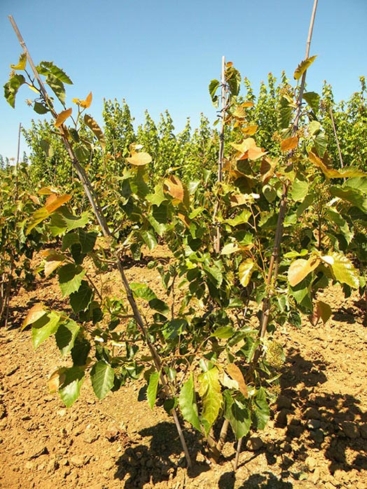 TILIA-HENRYANA-ISO-cepees