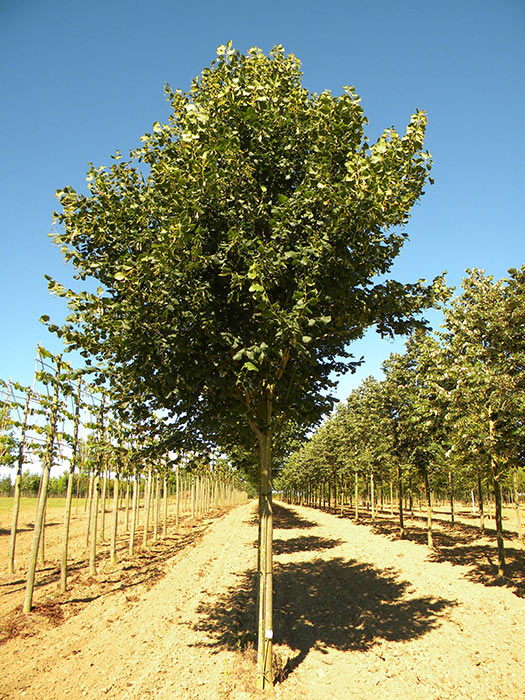 TILIA-PLATYPHYLLOS-DELFT-ISO