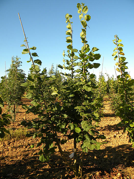 TILIA-PLATYPHYLLOS-ISO-cepees