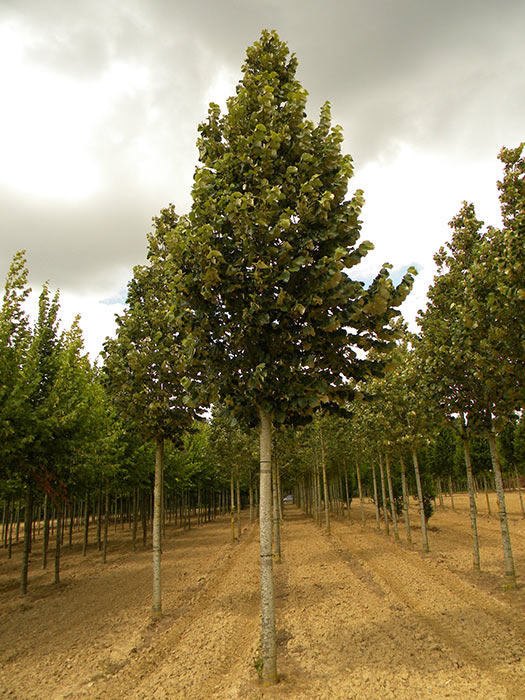 TILIA tomentosa / TILLEUL ARGENTE