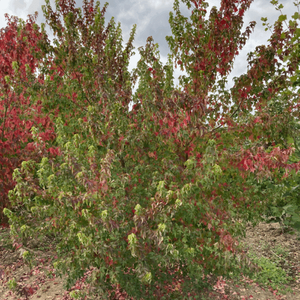 ACER buergerianum – Image 7