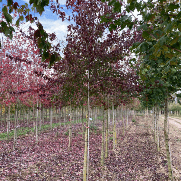 ACER buergerianum – Image 2