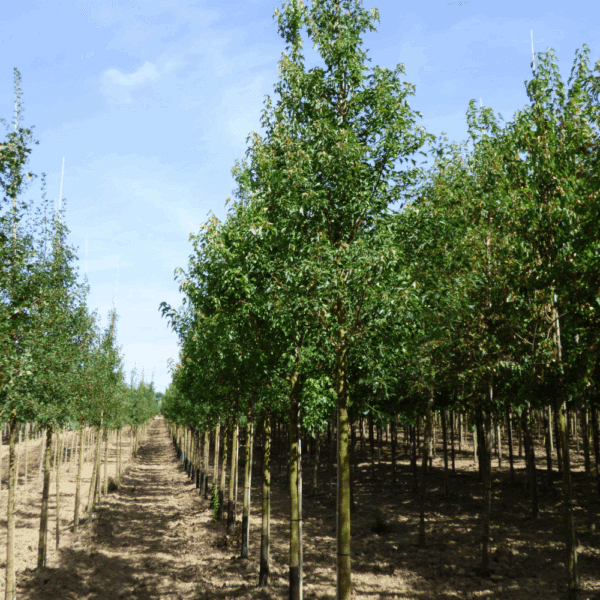 ACER buergerianum – Image 6