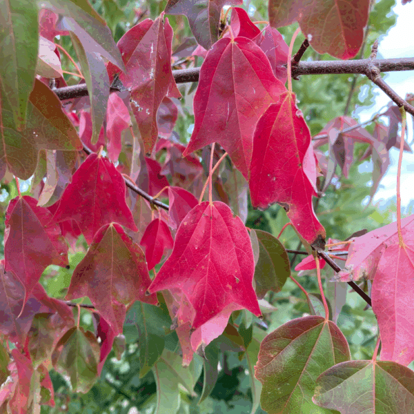 ACER buergerianum – Image 3