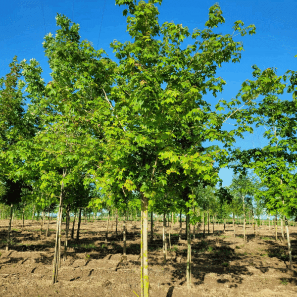 ACER buergerianum – Image 5