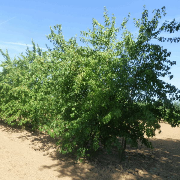 ACER buergerianum – Image 4