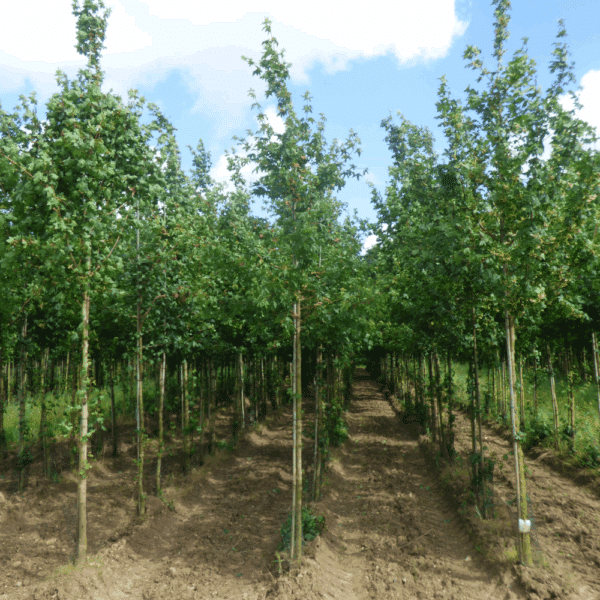 ACER campestre – Image 2
