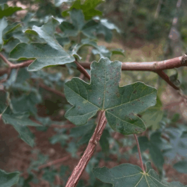 ACER campestre – Image 8