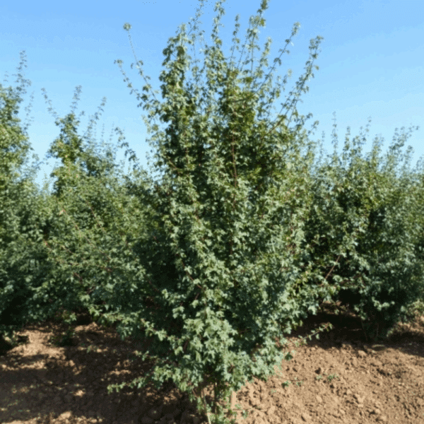 ACER campestre – Image 7