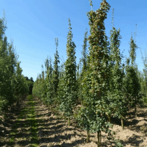 ACER campestre – Image 6