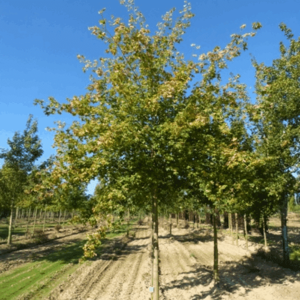 ACER campestre – Image 5