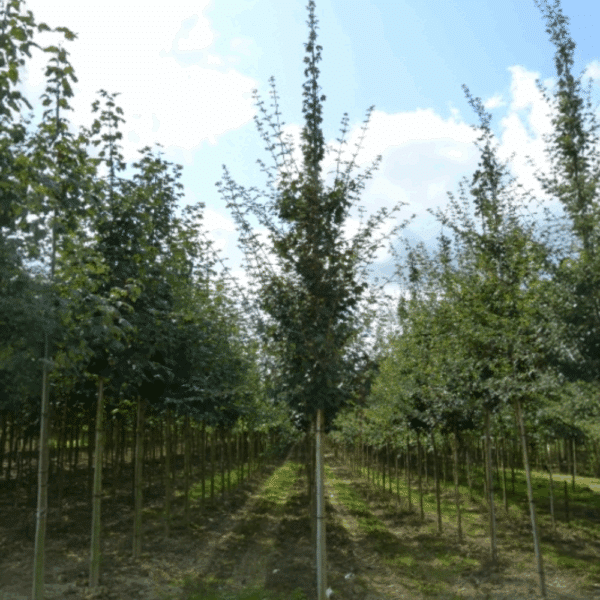 ACER campestre – Image 4