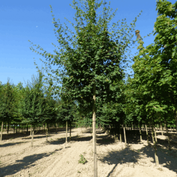 ACER campestre – Image 3