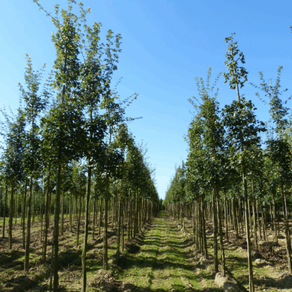 ACER campestre 'Elsrijk' – Image 6