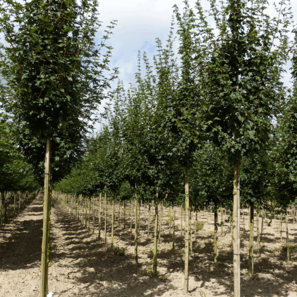 ACER campestre 'Elsrijk' – Image 5