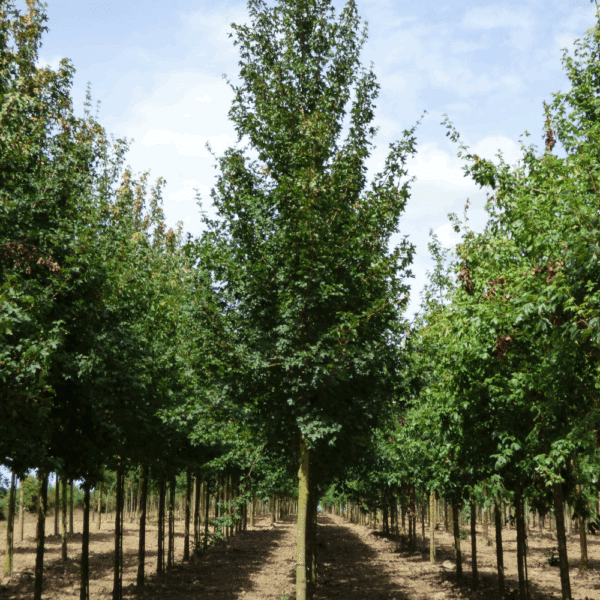 ACER campestre 'Elsrijk' – Image 4