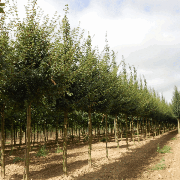ACER campestre 'Elsrijk' – Image 3