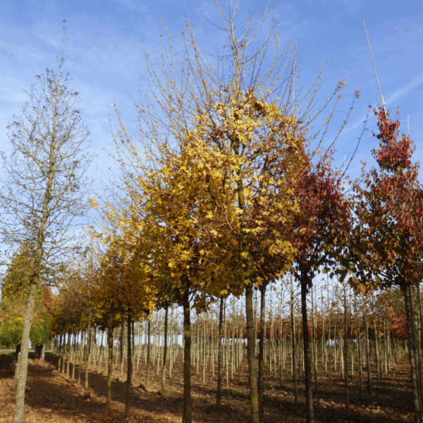ACER campestre 'Elsrijk' – Image 2