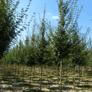 ACER campestre 'Elsrijk'