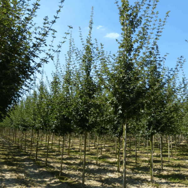 ACER campestre 'Elsrijk'