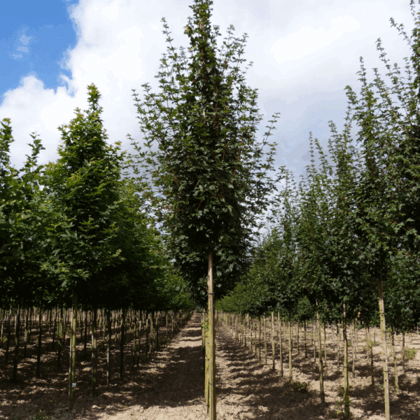 ACER campestre 'Huibers Elegant' – Image 2