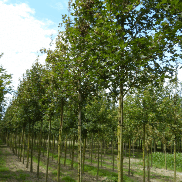 ACER campestre 'Huibers Elegant' – Image 5