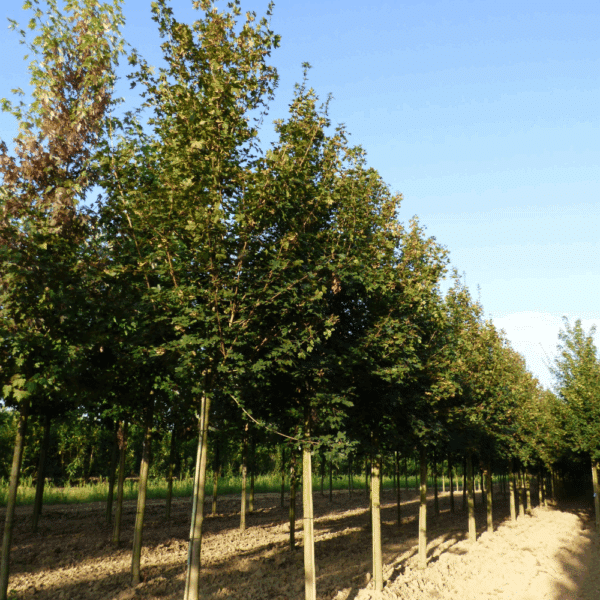 ACER campestre 'Huibers Elegant' – Image 4