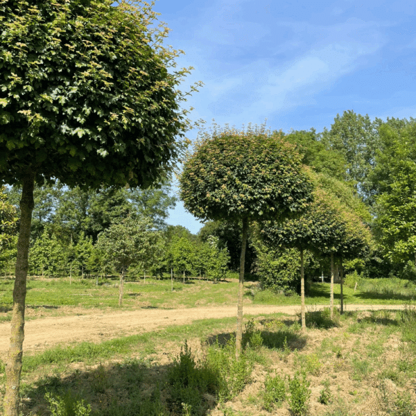 ACER campestre 'Nanum' – Image 2