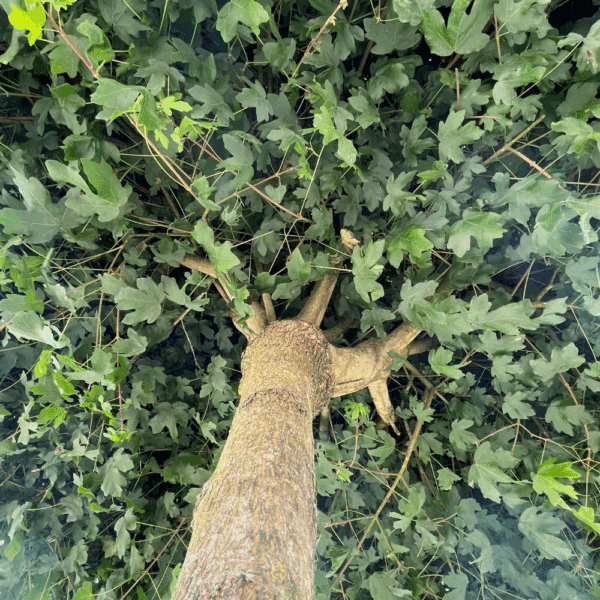 ACER campestre 'Nanum'
