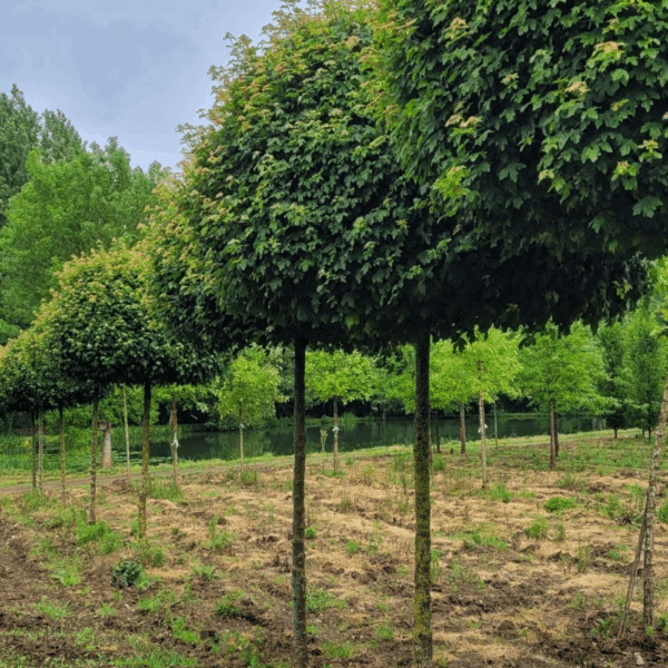 ACER campestre 'Nanum' – Image 4