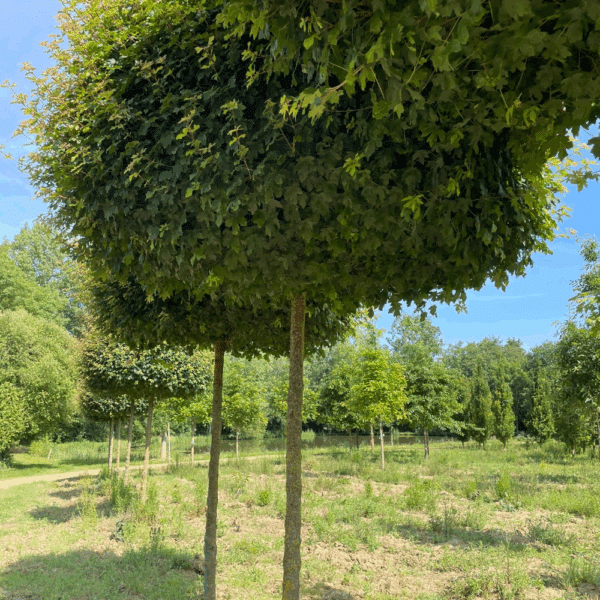 ACER campestre 'Nanum' – Image 3