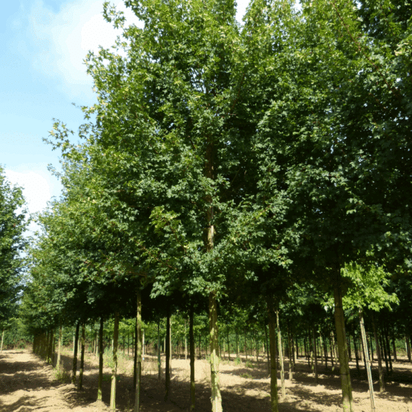 ACER campestre 'Queen Elisabeth' – Image 6