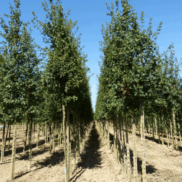 ACER campestre 'Queen Elisabeth' – Image 4