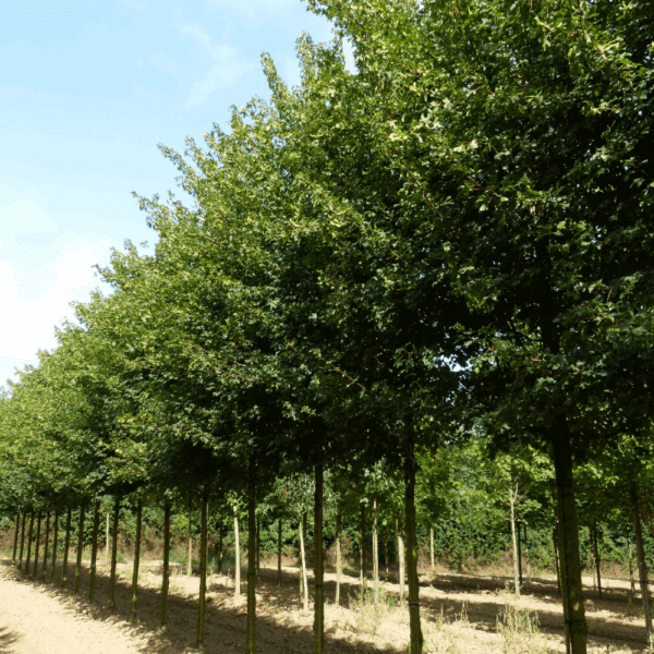 ACER campestre 'Queen Elisabeth' – Image 3