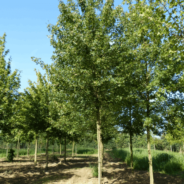 ACER campestre 'Queen Elisabeth' – Image 2