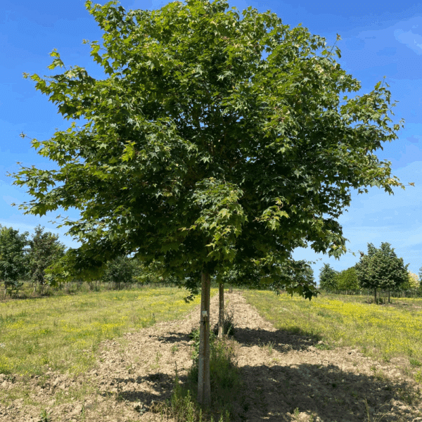 ACER cappadocicum 'Rubrum' – Image 2