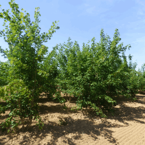 ACER cappadocicum 'Rubrum' – Image 3