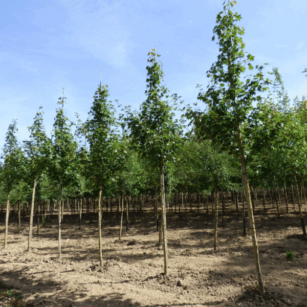 ACER cappadocicum 'Rubrum' – Image 4