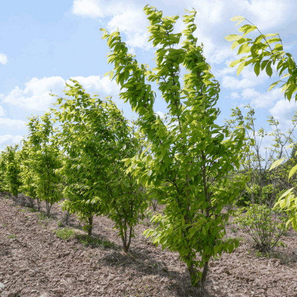 ACER carpinifolium – Image 4