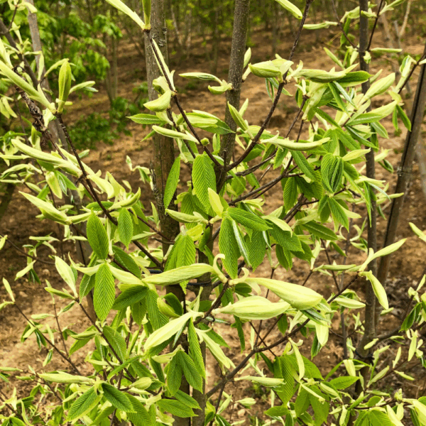 ACER carpinifolium – Image 3