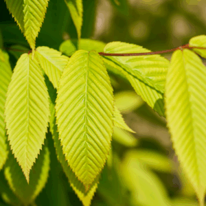 ACER carpinifolium