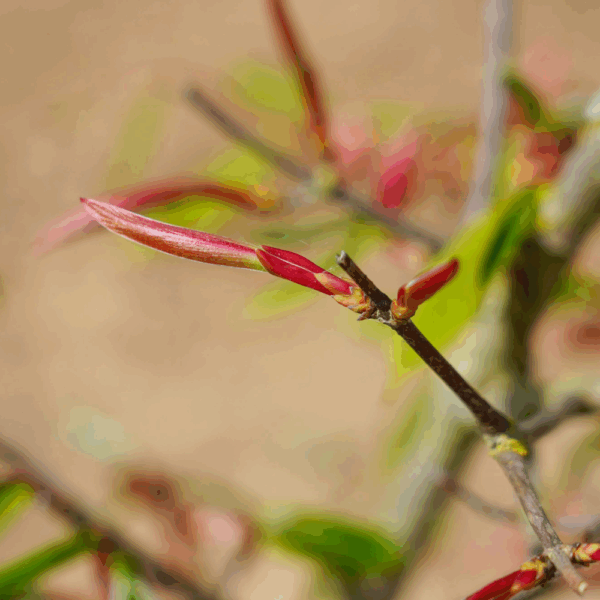 ACER carpinifolium – Image 2