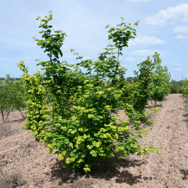 ACER circinatum – Image 5