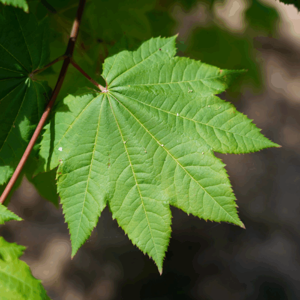 ACER circinatum – Image 3