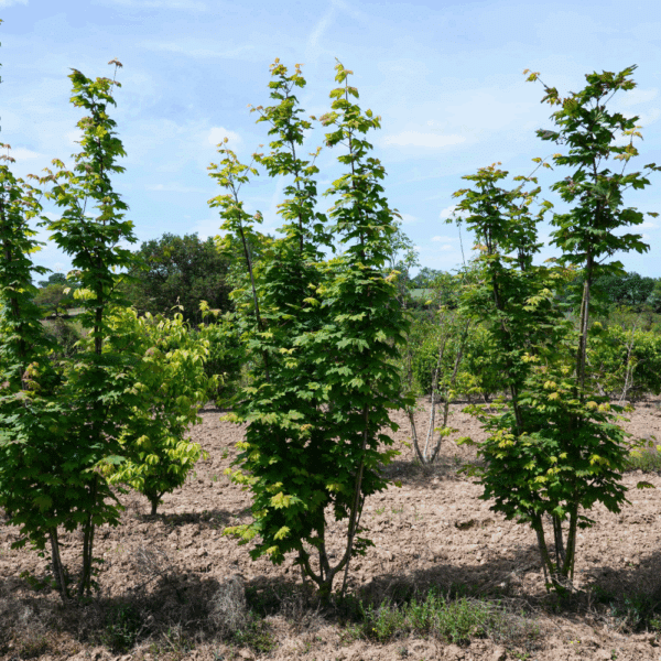 ACER circinatum – Image 4