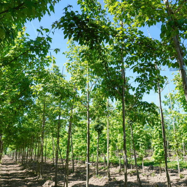ACER cissifolium – Image 2