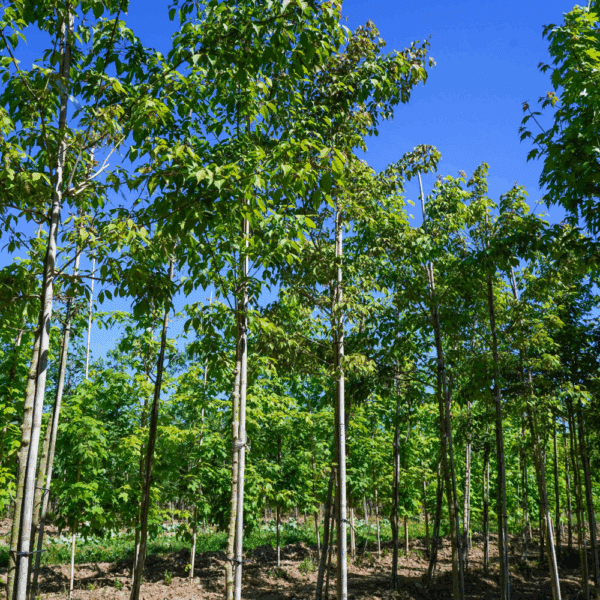 ACER cissifolium – Image 5